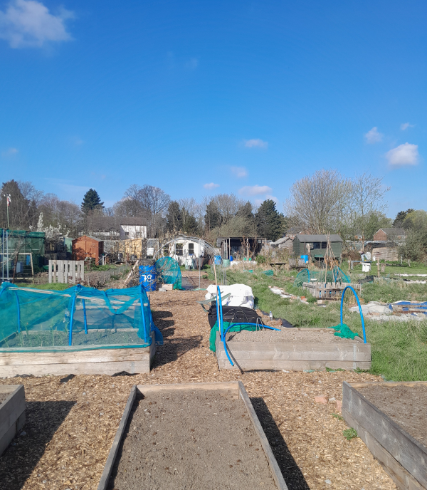 Image shows our winner Working for Health Allotment